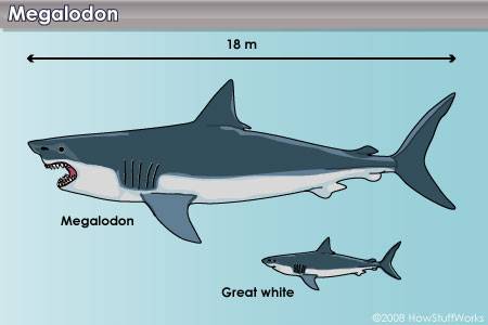 megalodon.jpg