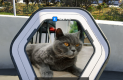 The Talos Principle 2 macskák 8e711e75c5ce78608997  