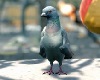 Itt az év leghiánypótlóbb játéka a Pigeon Simulator képében tn