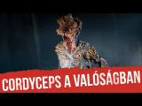 Jelenthet-e valós veszélyt az emberiségre a cordyceps? - The Last of Us Outbreak Day tn